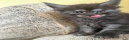 Maine Coon cats for sale: Maine Coon kittens ❤️❤️❤️❤️ in Colchester - Advert 9