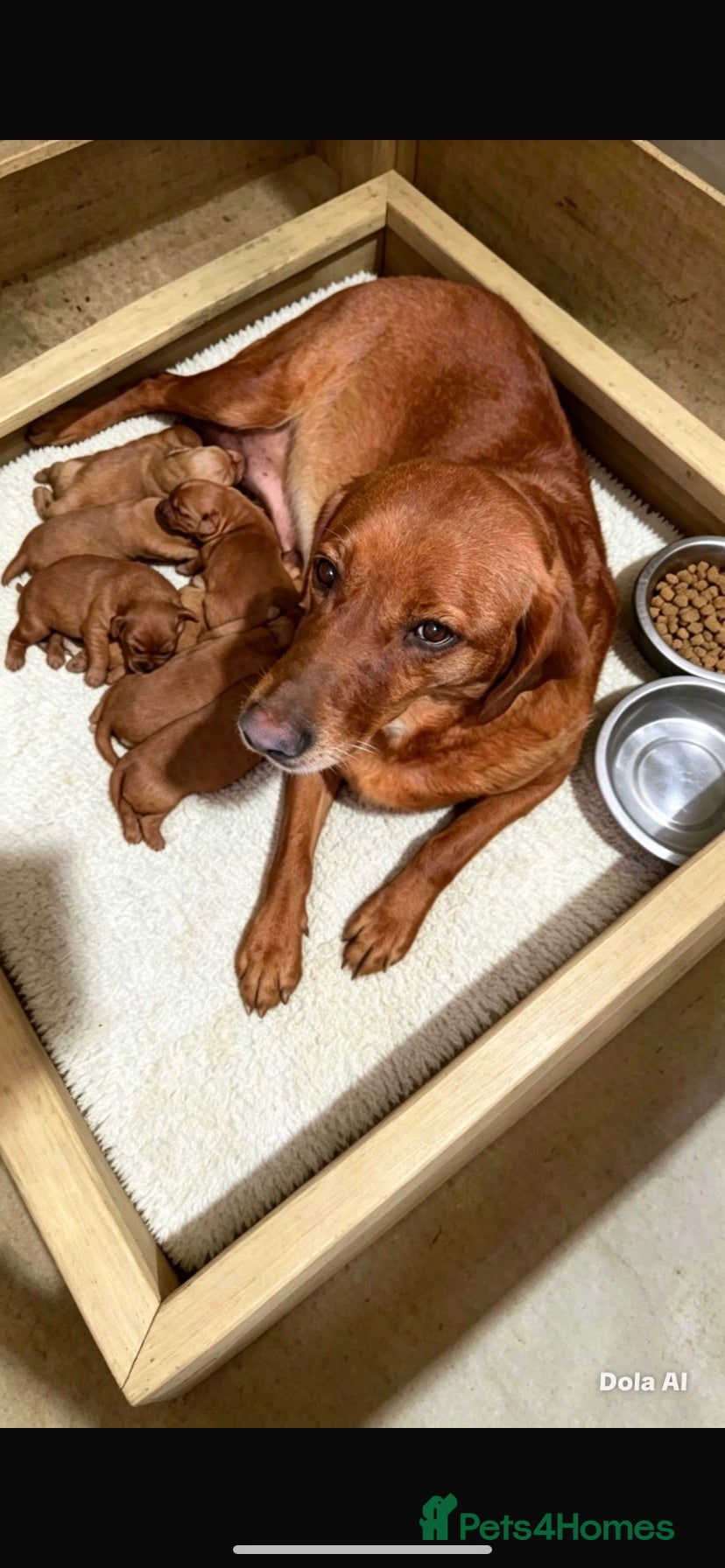 Labrador Retriever dogs STUNNING KC REG FOX RED LABRADOR PUPPIES FOR SALE  - Advert 1