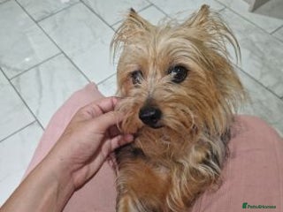 Yorkshire Terrier dogs lively Yorkshire terrier - Advert 1