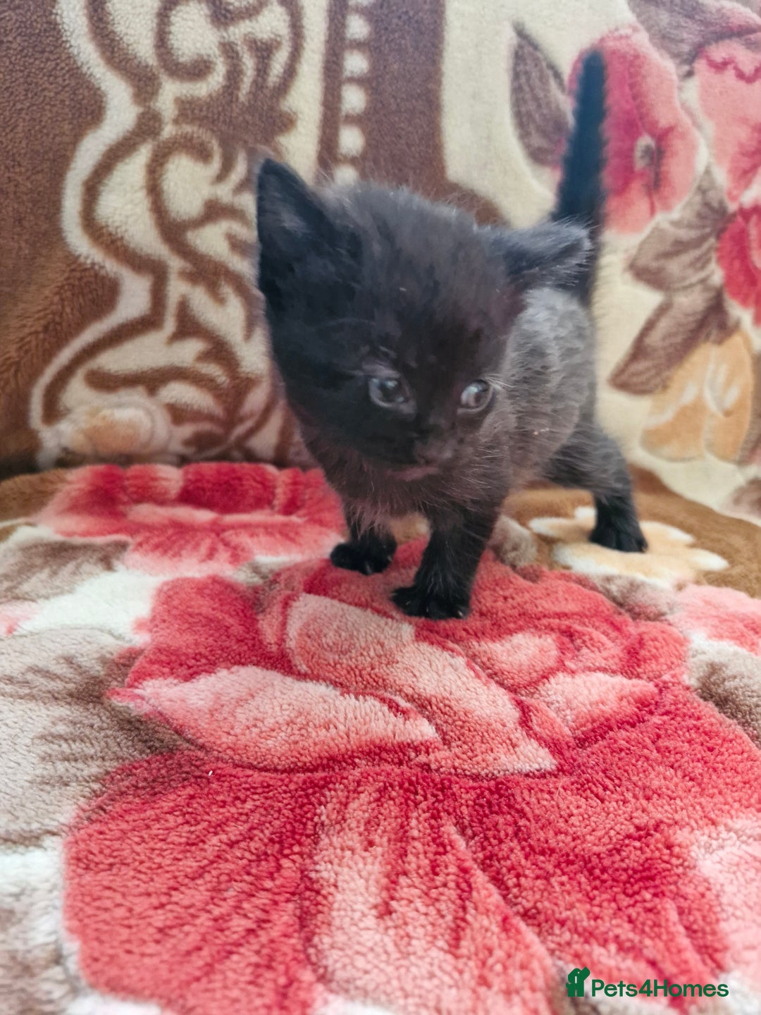 Mixed Breed cats for sale: Little kittens  - Advert 9