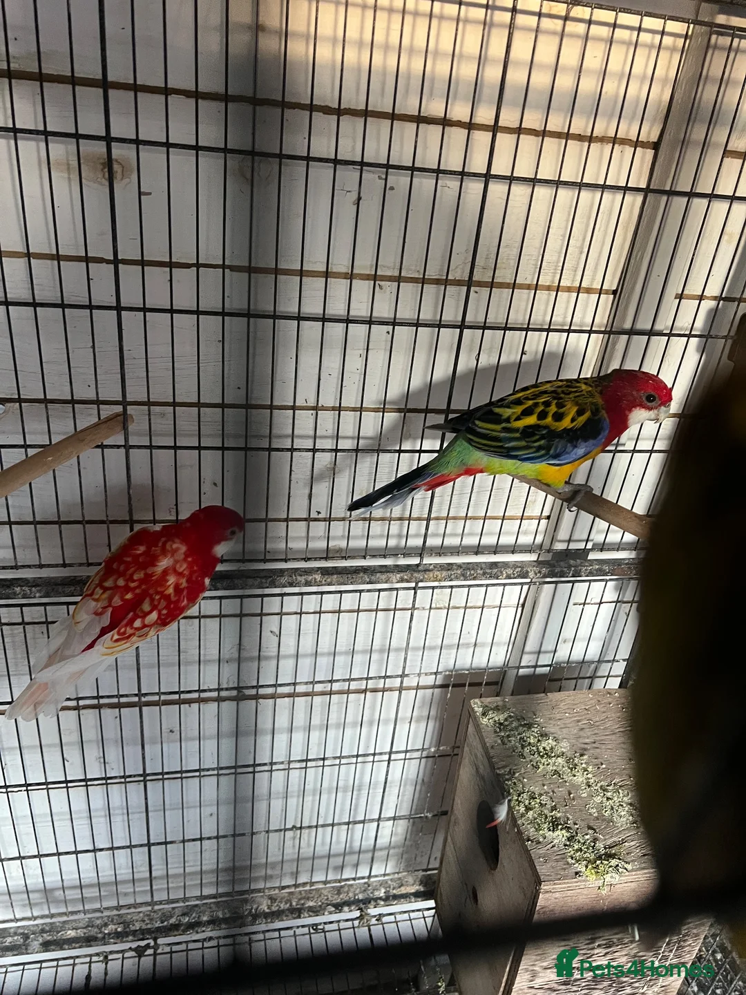 Parrots birds for sale: Rosella - Advert 2