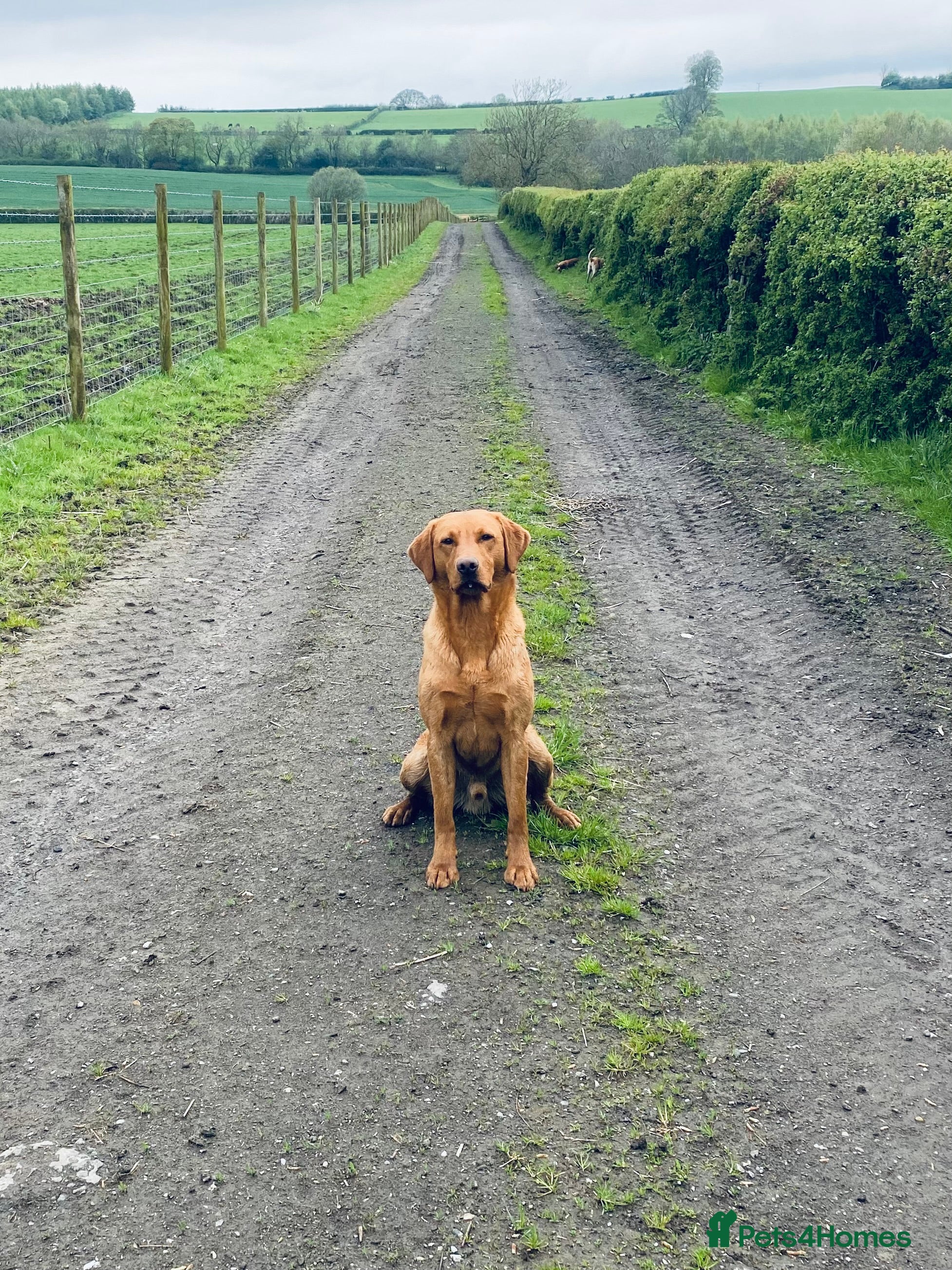Labrador Retriever dogs Stunning red KC reg Male Labrador  - Advert 2