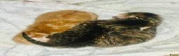 Mixed Breed cats for sale: 3 Adorable kittens available to reserve  - Advert 14