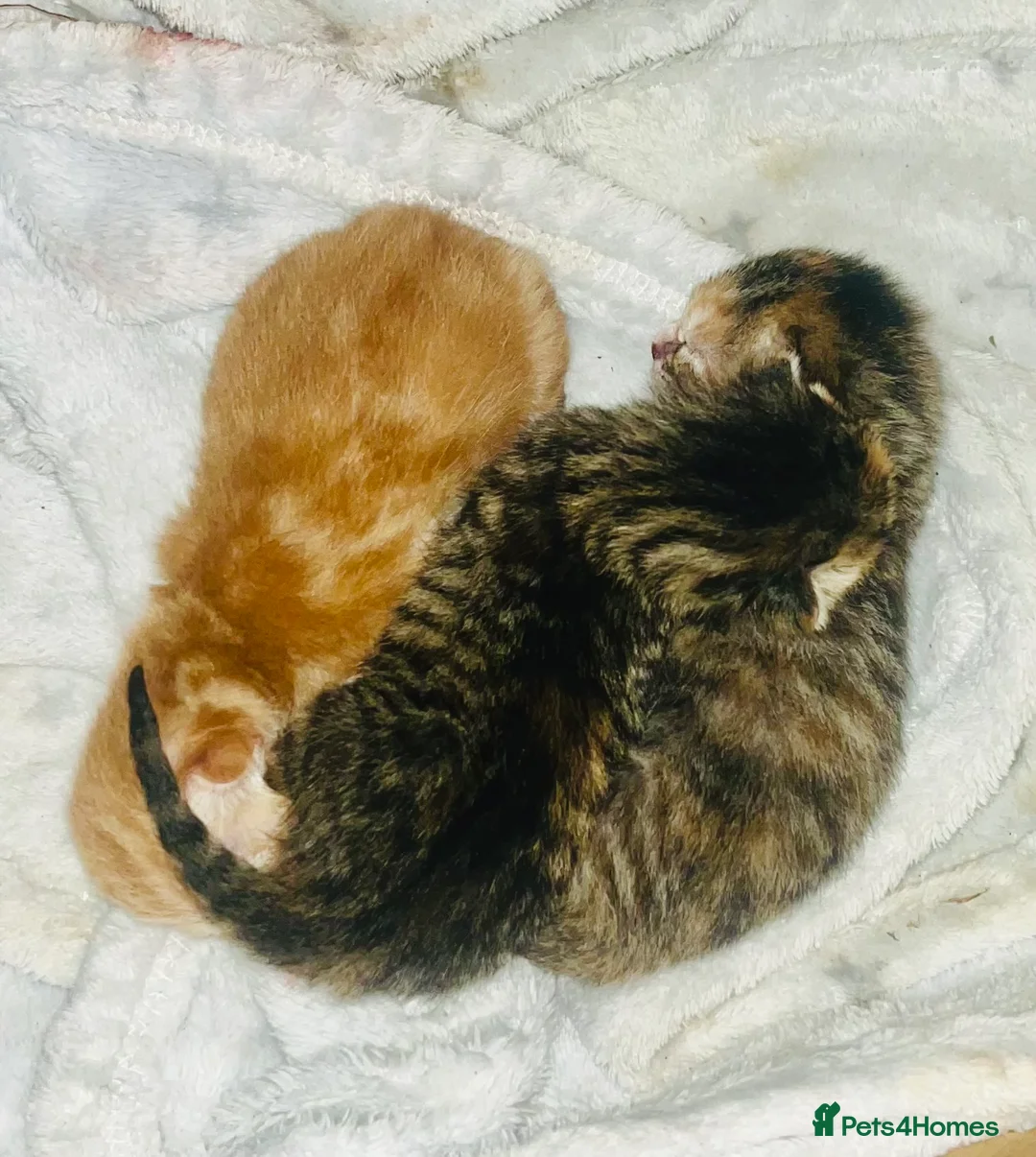 Mixed Breed cats for sale: 3 Adorable kittens available to reserve  - Advert 14