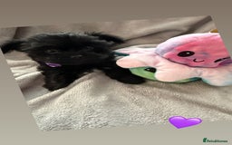 Yorkshire Terrier dogs for sale:  2 left Yorkshire terrier Black Biewer Ready To go - Image 6