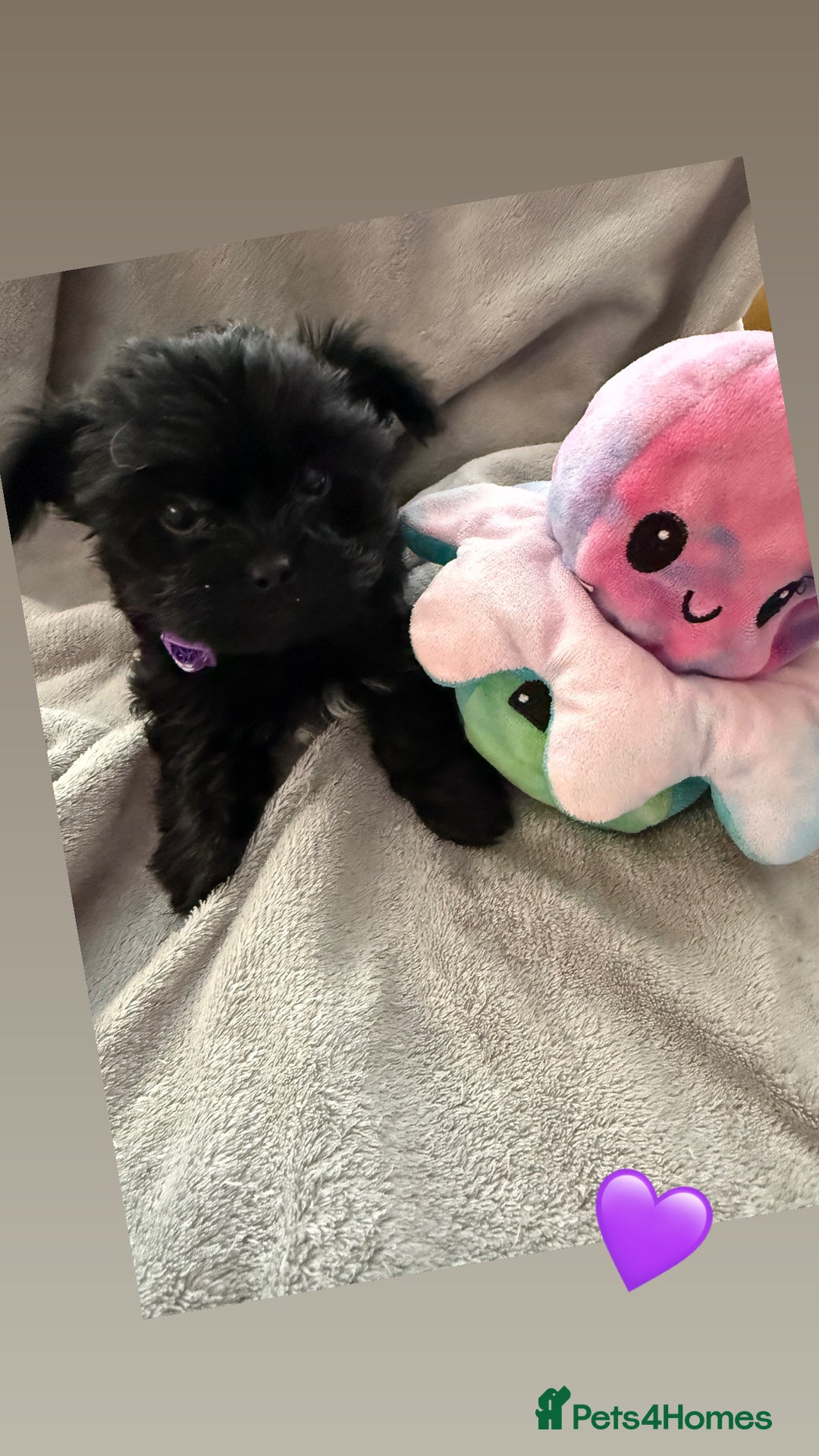 Yorkshire Terrier dogs for sale:  2 left Yorkshire terrier Black Biewer Ready To go - Image 6