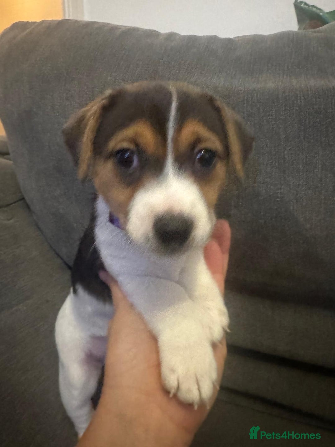 Jack Russell dogs for sale: Jack Russell litter of 7 - Advert 9