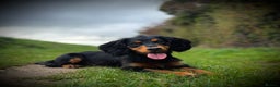 Cocker Spaniel dogs for stud: Stunning Black and Tan stud - Advert 1