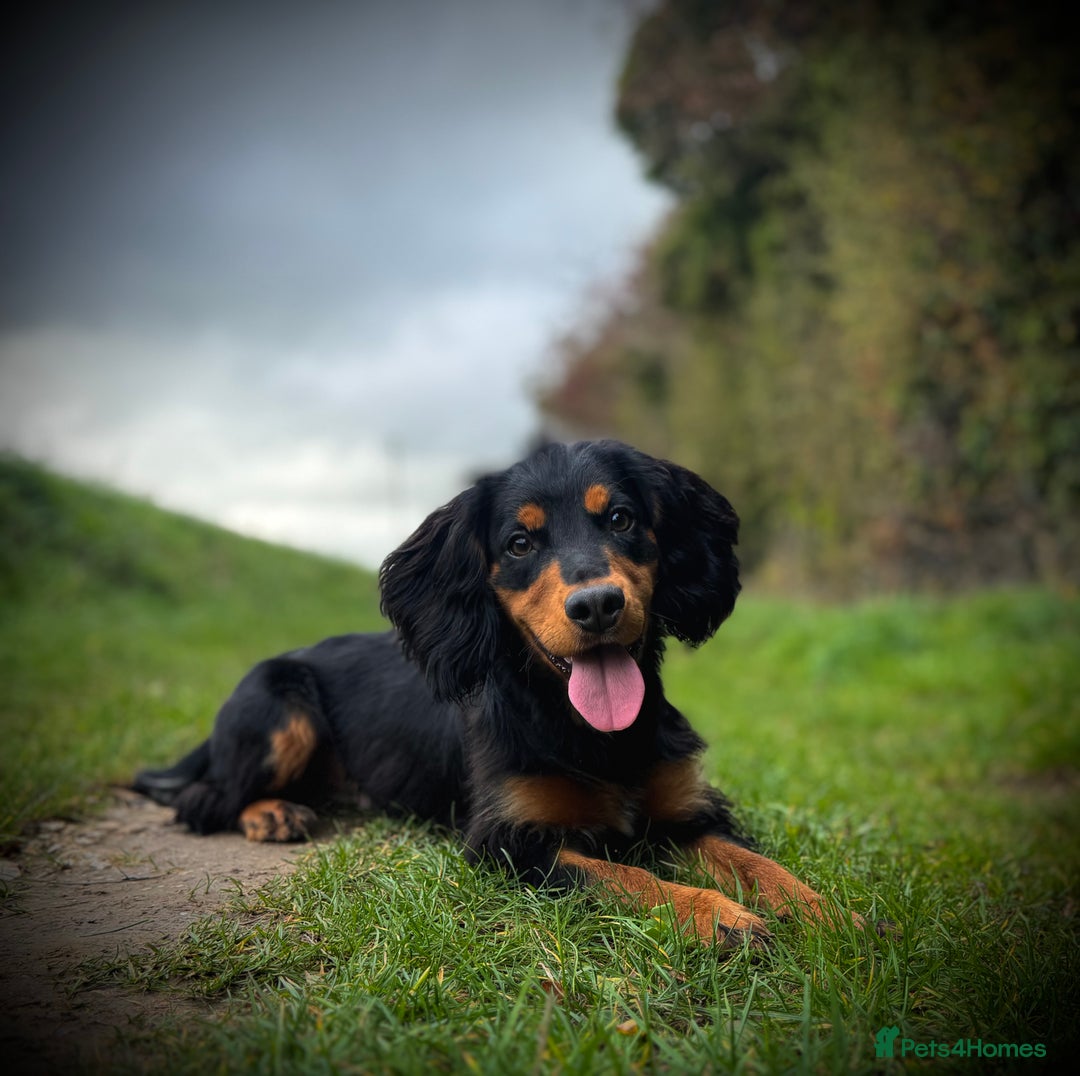 Cocker Spaniel dogs for stud: Stunning Black and Tan stud - Advert 1