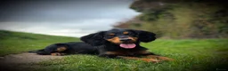 Cocker Spaniel dogs for stud: Stunning Black and Tan stud - Advert 5