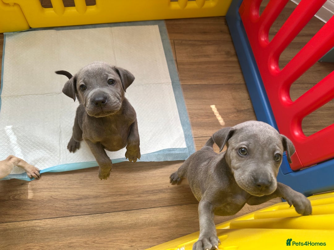 Mixed Breed dogs for sale: Ready to leave!! Staffy X Shar Pei puppies puppy - Image 33