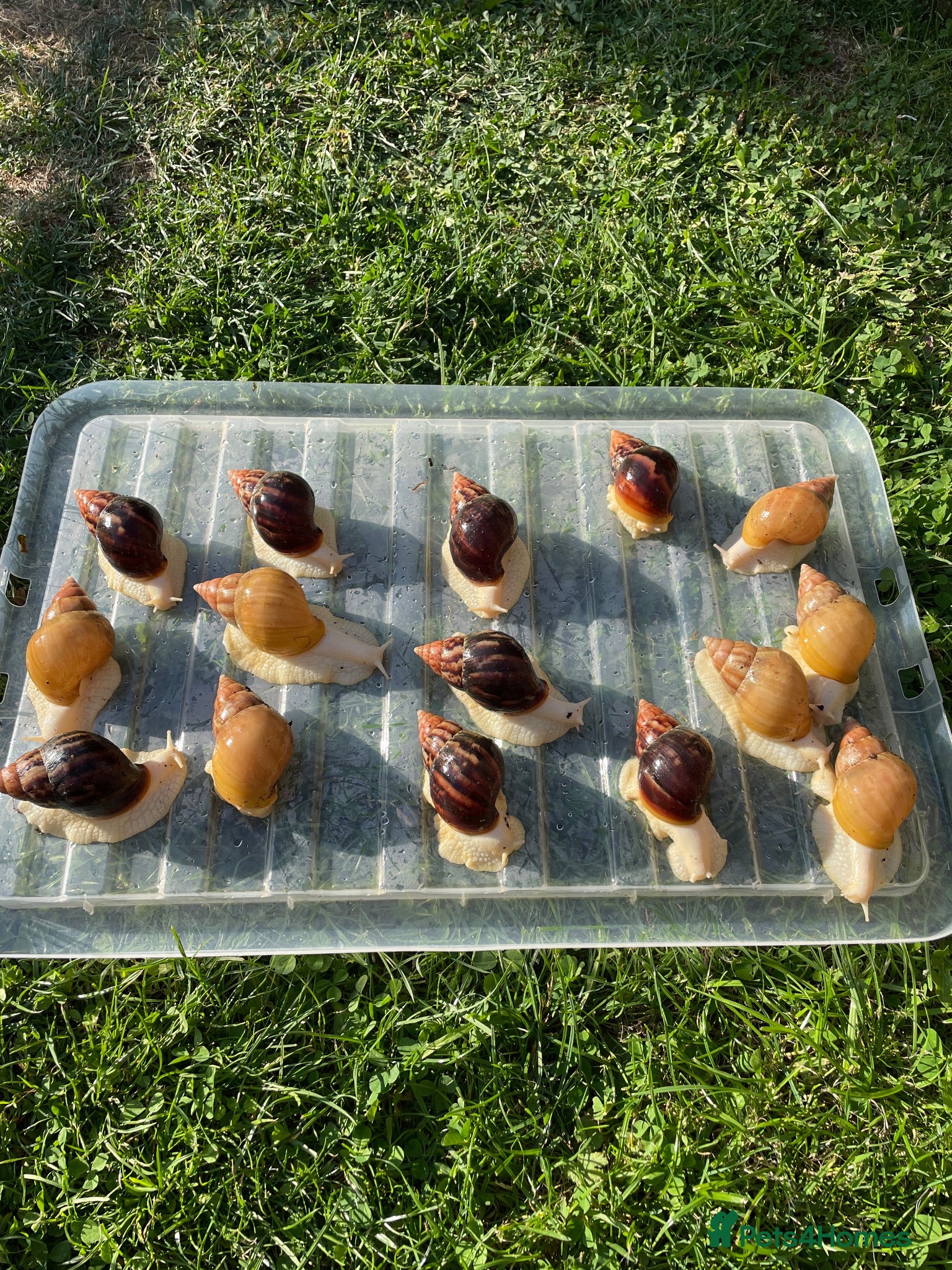 Snails invertebrates Albino Giant African Snails for sale! - Advert 2