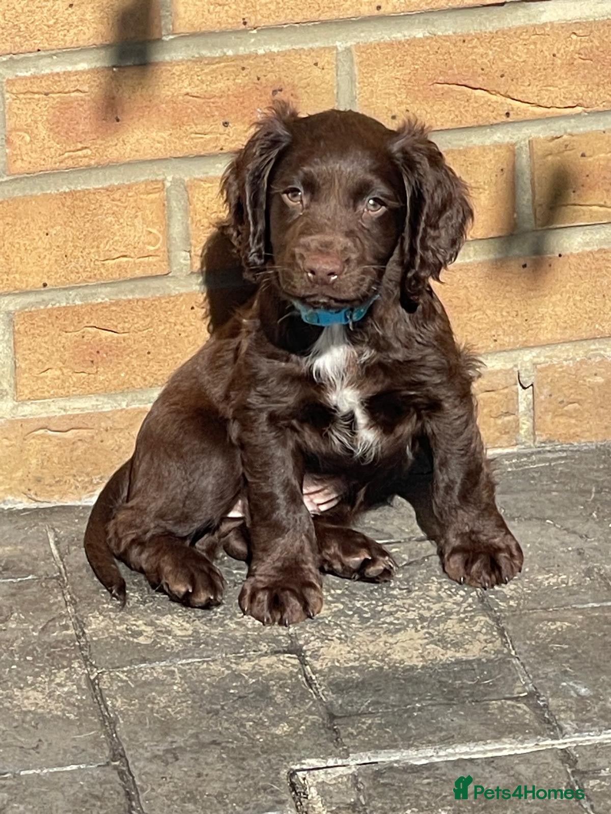 Cocker Spaniel dogs 💥READY TO LEAVE TODAY💥 Cocker Spaniel puppies - Advert 1