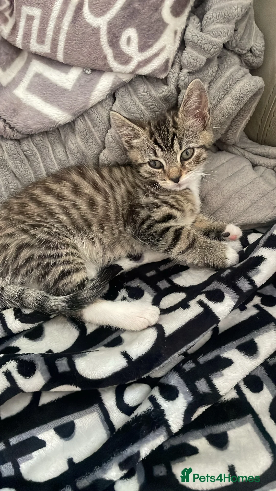 Scottish Fold cats for sale: 2 kittens for sale  in Wokingham - Advert 3