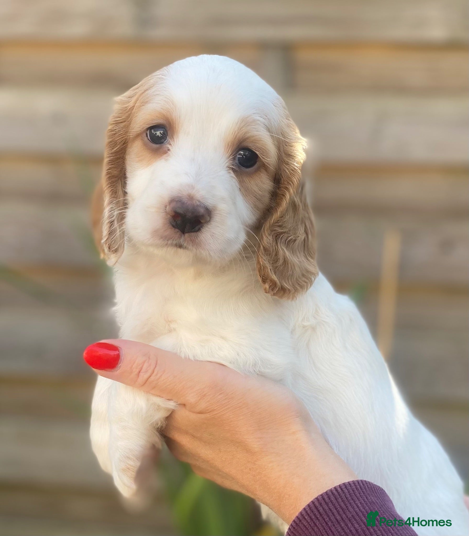 Cocker Spaniel dogs  Lemon Roan Working Cocker Spaniels Puppies - Advert 1