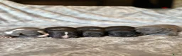 Staffordshire Bull Terrier dogs for sale: Stunning KC Staffordshire bull terrier puppies - Advert 30