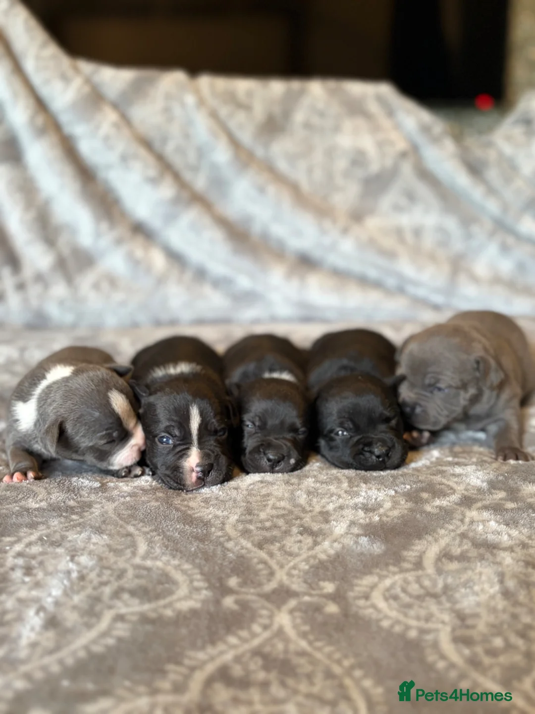 Staffordshire Bull Terrier dogs for sale: Stunning KC Staffordshire bull terrier puppies - Advert 30