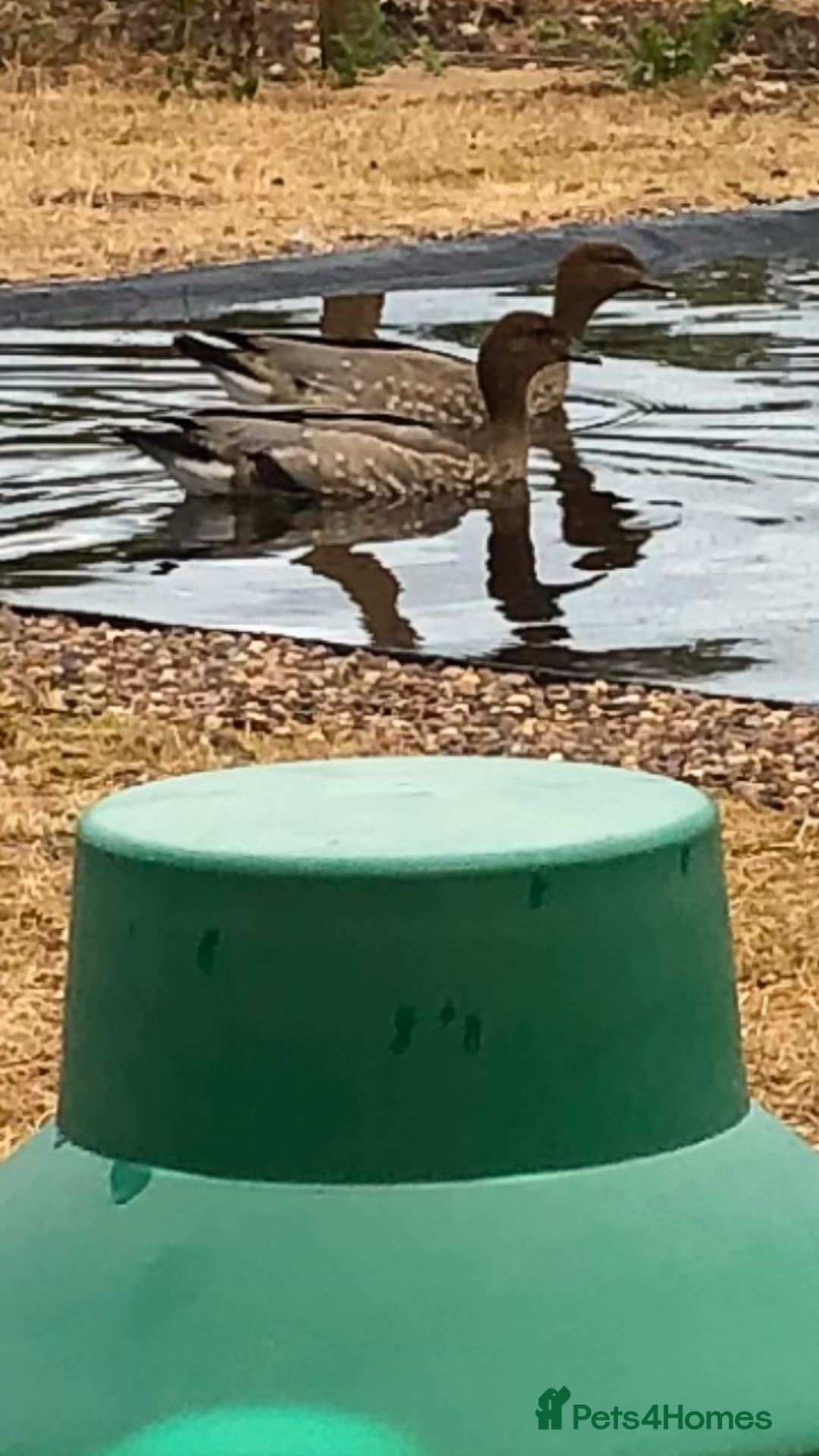 Mixed Breed birds for sale: Ornamental ducks and geese for sale - Image 6
