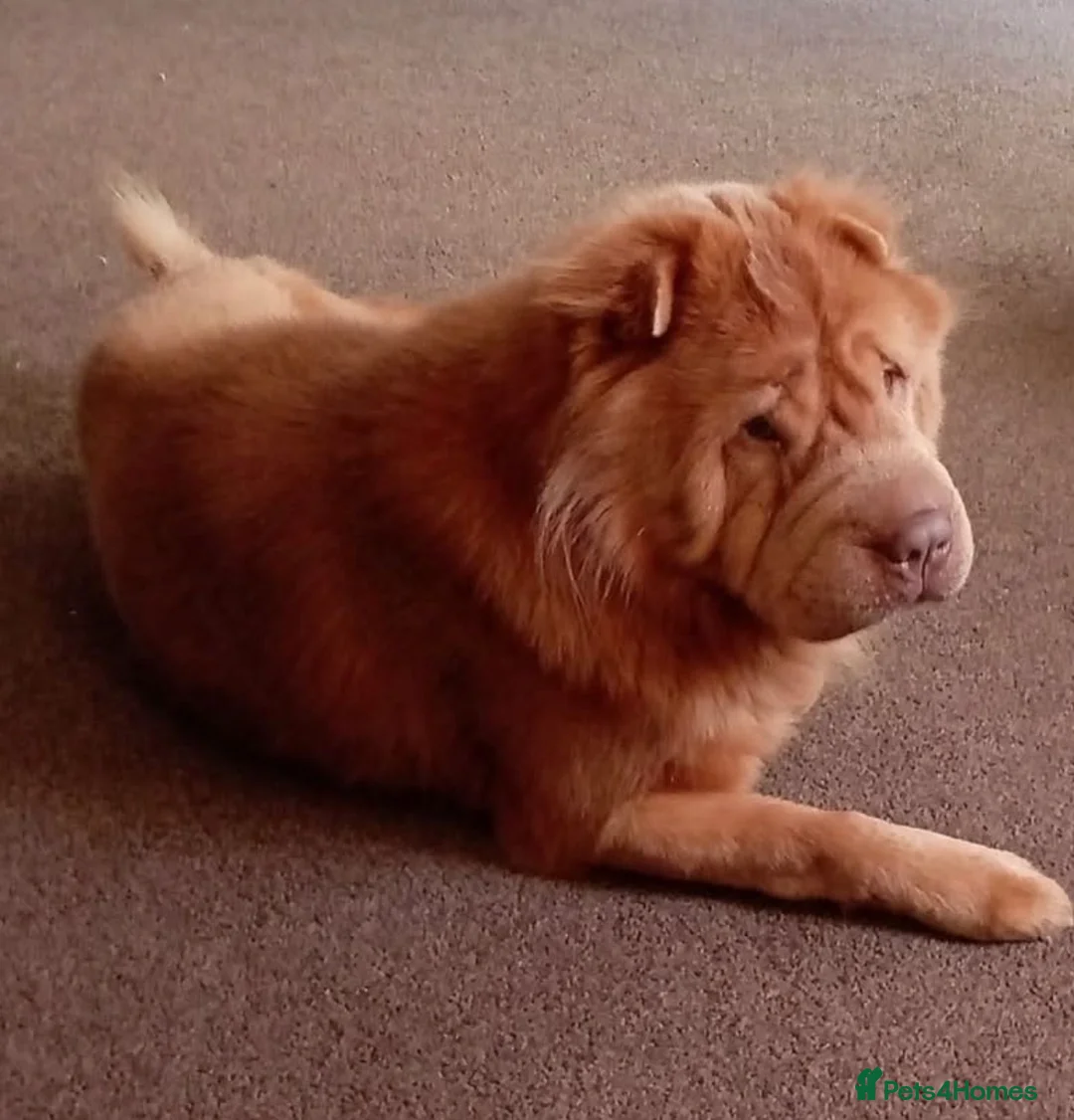 Shar Pei dogs for stud: Fozxy  - Advert 2