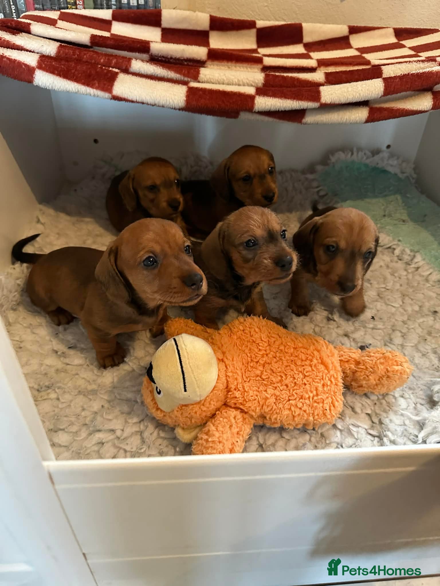 Dachshund dogs for sale: Std Wire Haired Dachshund Pups - Advert 1