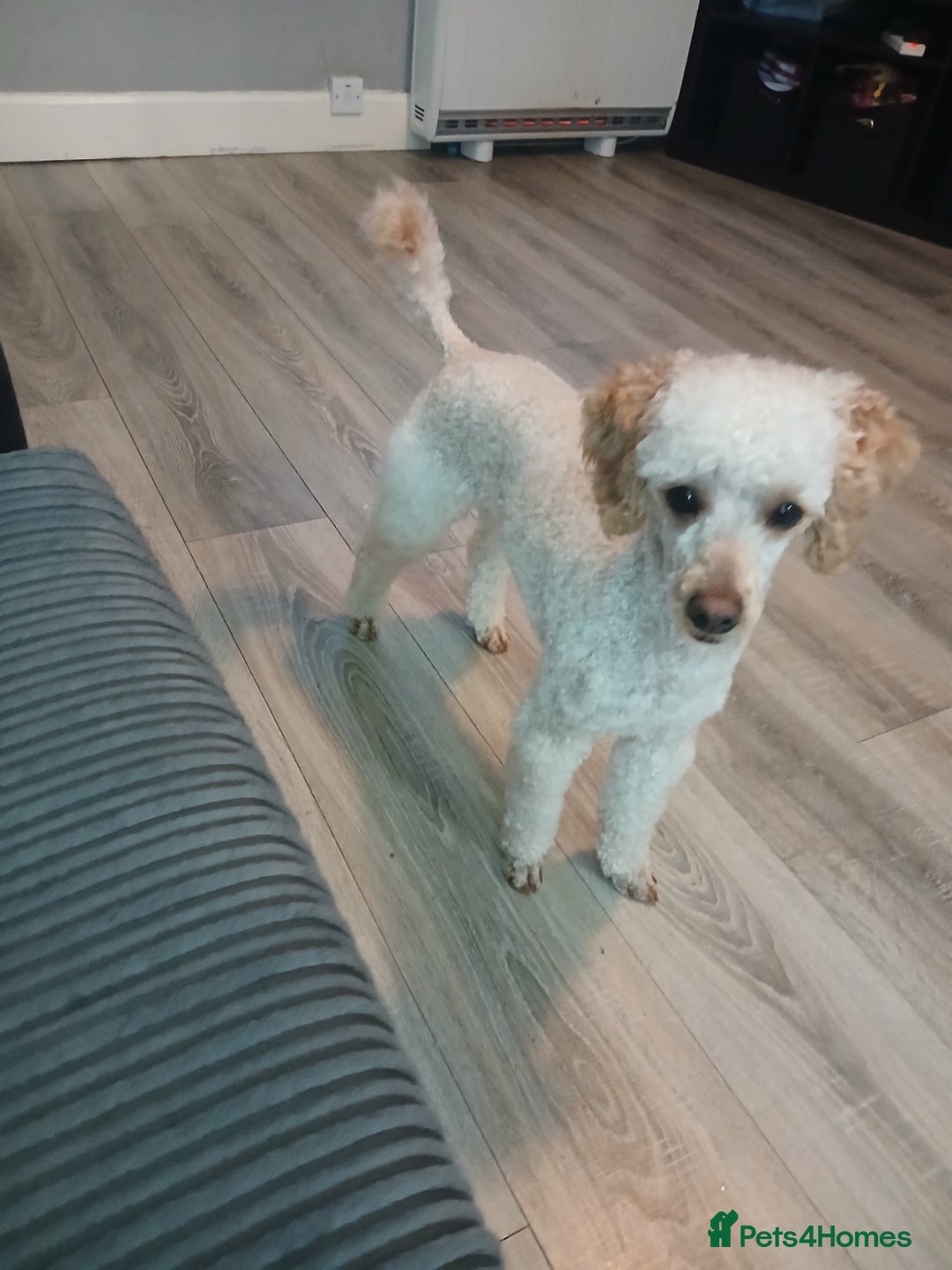 Miniature Poodle dogs for stud: Miniature poodle stud dog - Advert 9
