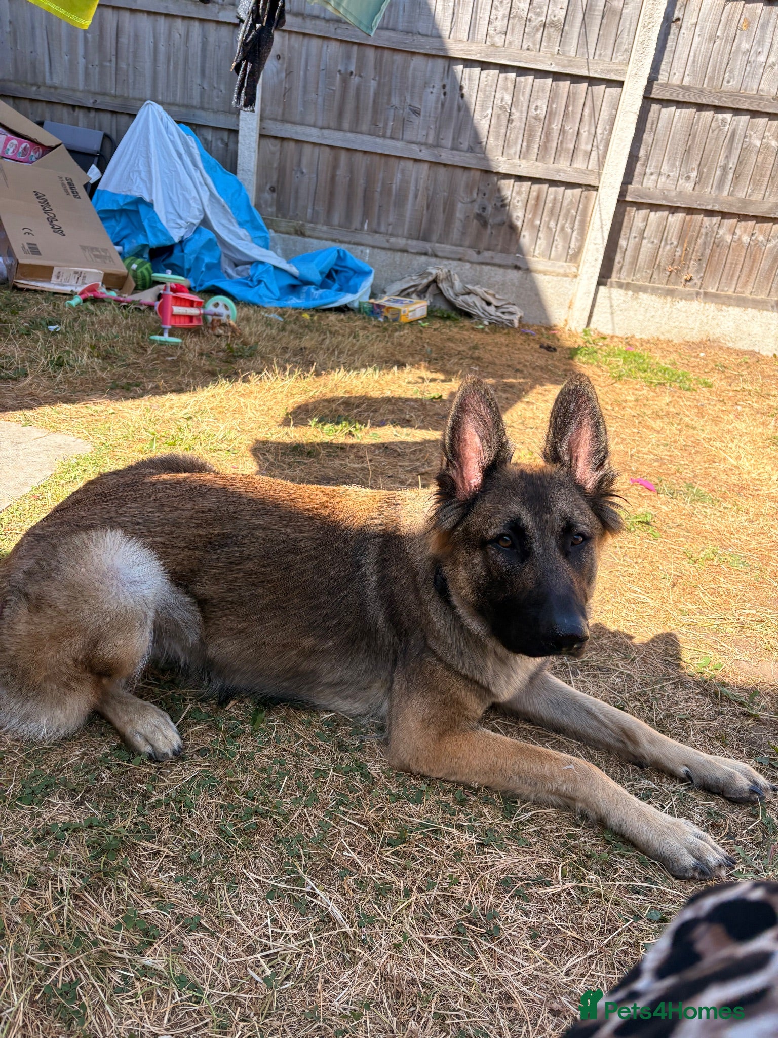 Mixed Breed dogs free German Shepard cross - Advert 1