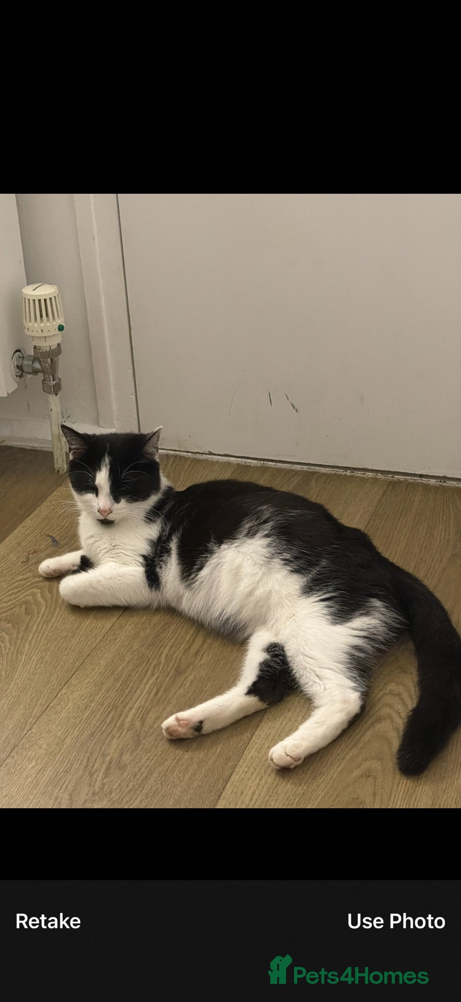 Mixed Breed cats tuxedo kittens for sale  - Advert 2