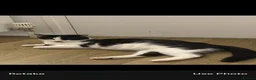 Mixed Breed cats for sale: tuxedo kittens for sale  in Ipswich - Advert 1