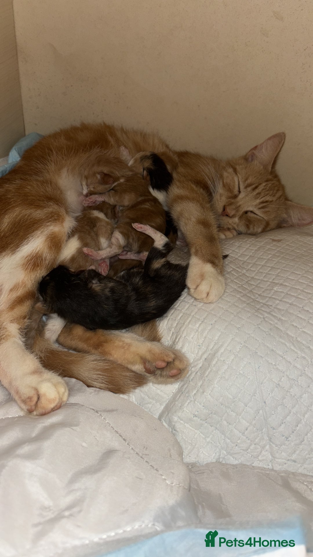 Domestic Shorthair cats for sale: 5 Gorgeous Kittens -  ready on the 7th January  - Advert 23