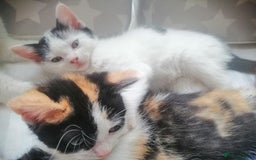 British Shorthair cats for sale: White and black female and male cats - Image 10