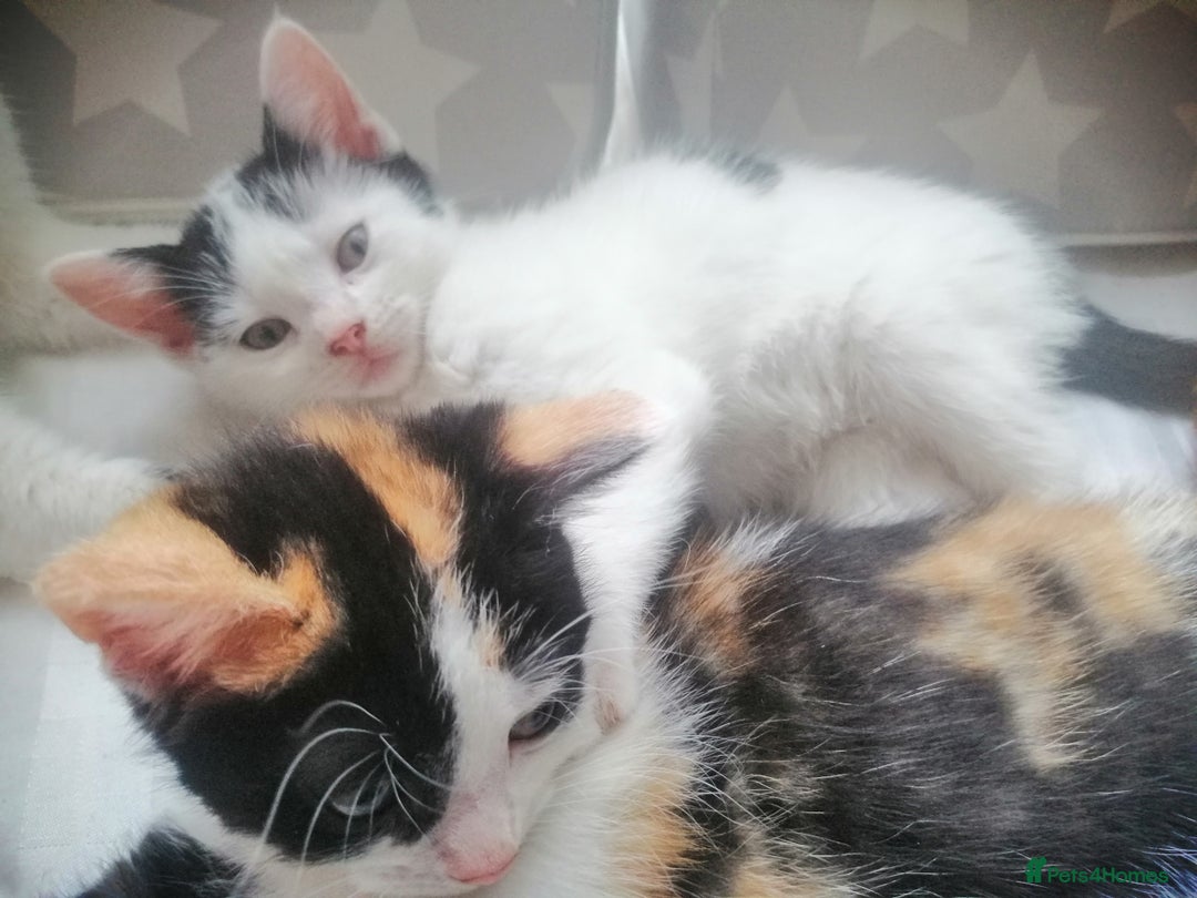 British Shorthair cats for sale: White and black female and male cats - Image 10