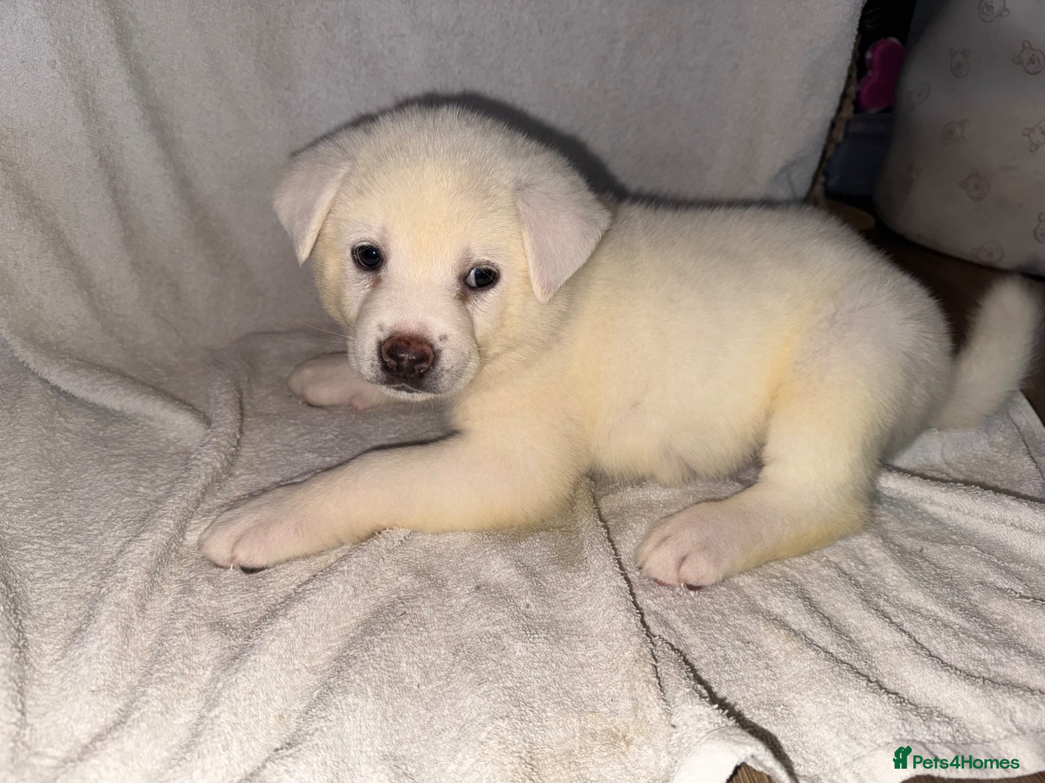 Japanese Akita Inu dogs Japanese Akita Puppies! - Advert 11