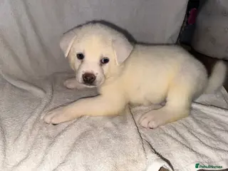 Japanese Akita Inu dogs Japanese Akita Puppies! - Advert 11