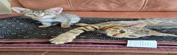Domestic Shorthair cats for sale: 5 beautiful tabby kittens for Sale!!! - Advert 9