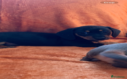 Miniature Dachshund dogs for sale: Minature daschund rainbow litter READY 19th SEPT - Image 12