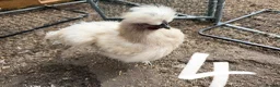 Chickens poultry for sale: USA Silkie cockerels  - Advert 3