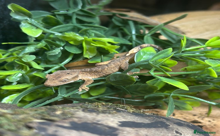 Gecko reptiles - Advert 4