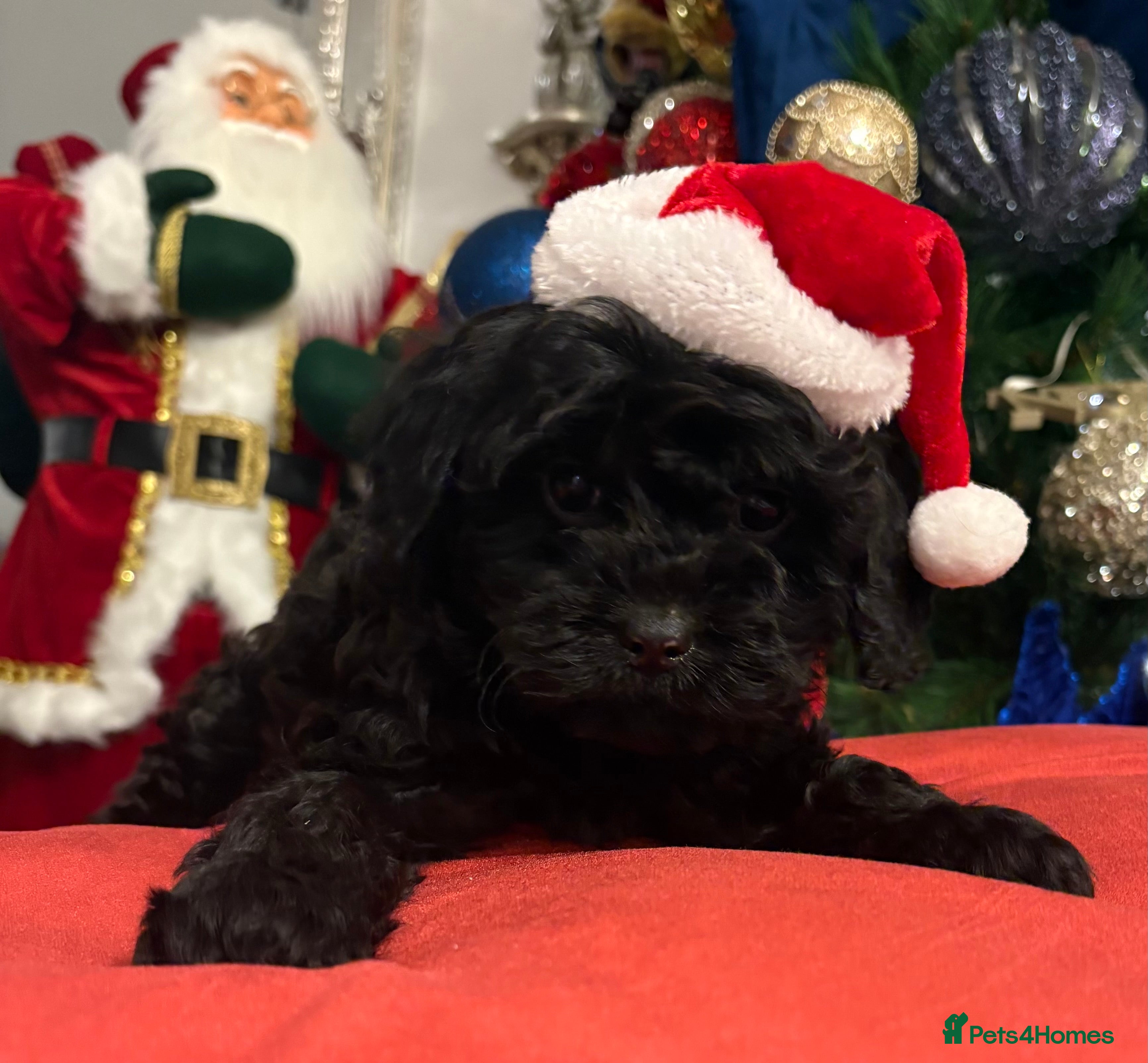 Cavapoo dogs Cavapoo puppies one beautiful little girl Left  - Advert 8