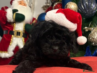 Cavapoo dogs Cavapoo puppies one beautiful little girl Left - Advert 5