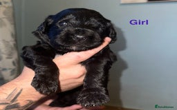 Mixed Breed dogs for sale: F1 Saint Berdoodles - Image 25