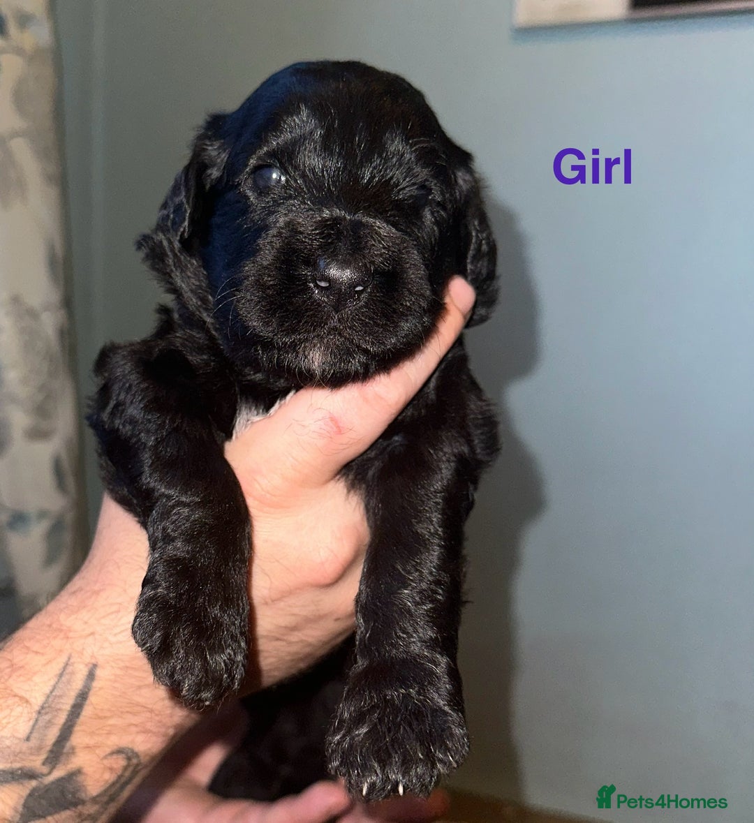 Mixed Breed dogs for sale: F1 Saint Berdoodles - Image 25