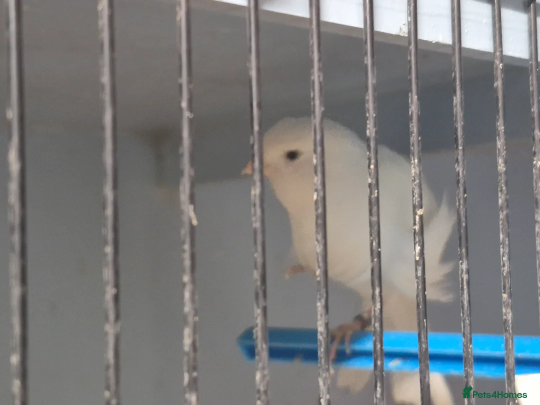 Mixed Breed birds for sale: Mix bird - Advert 2