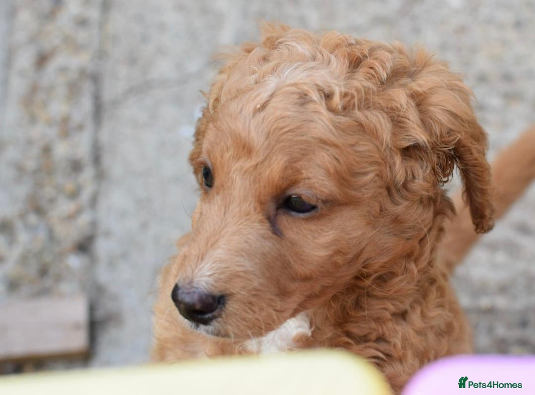 Cockapoo dogs Only one beautiful female cockapoo left for sale - Advert 14
