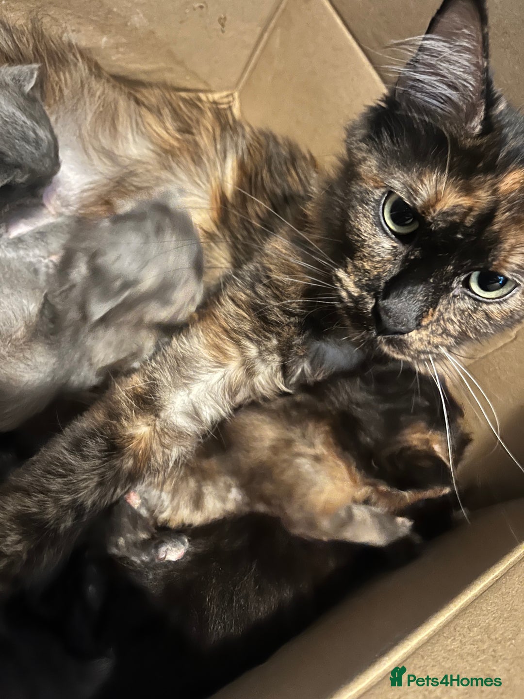 Maine Coon cats for sale: Maine coon smoke kittens  - Advert 3