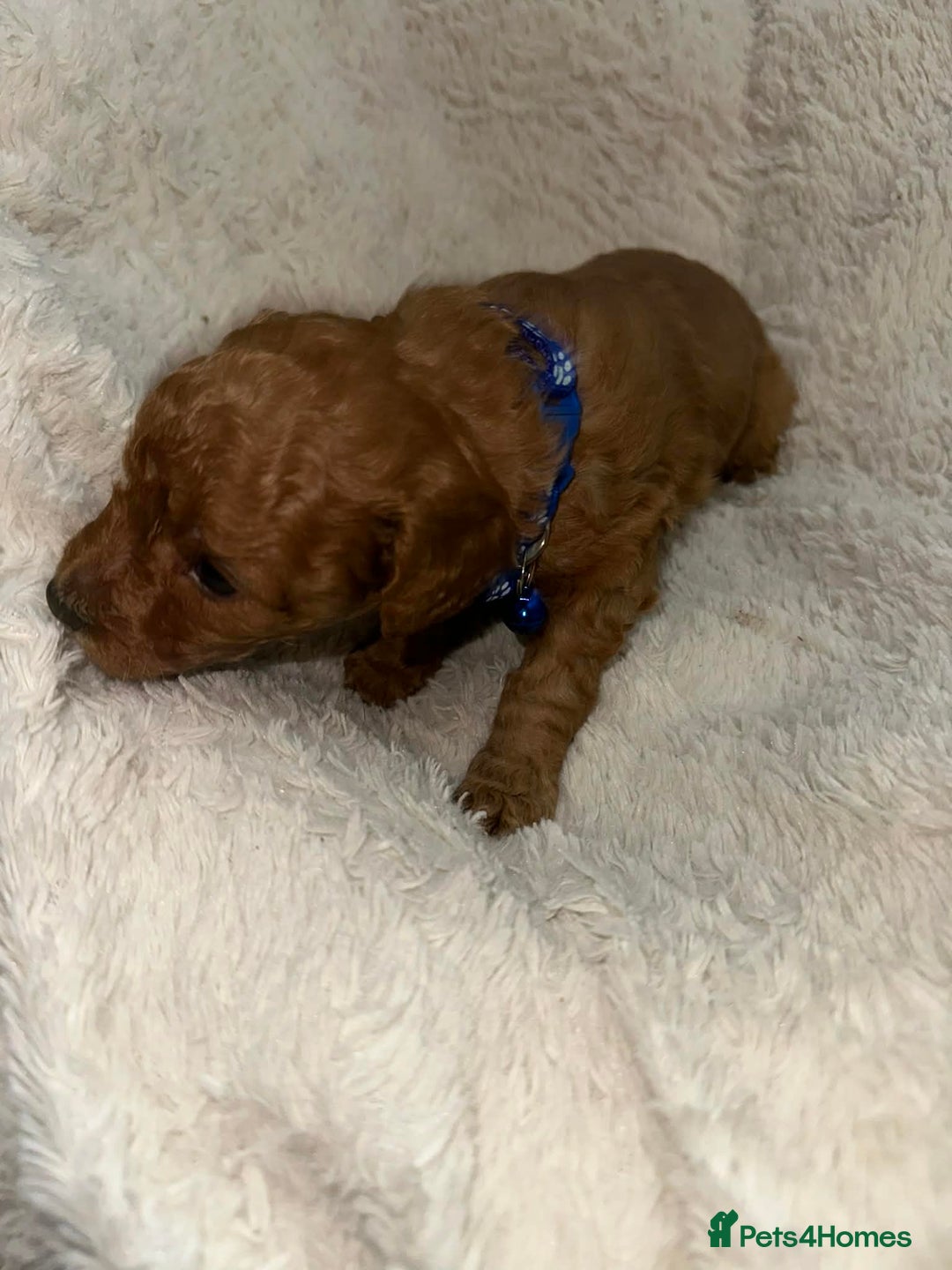 Cockapoo dogs for sale: Gorgeous F1b cockapoo puppies  - Advert 21