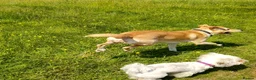 Mixed Breed dogs for sale: Whinnie - Advert 6