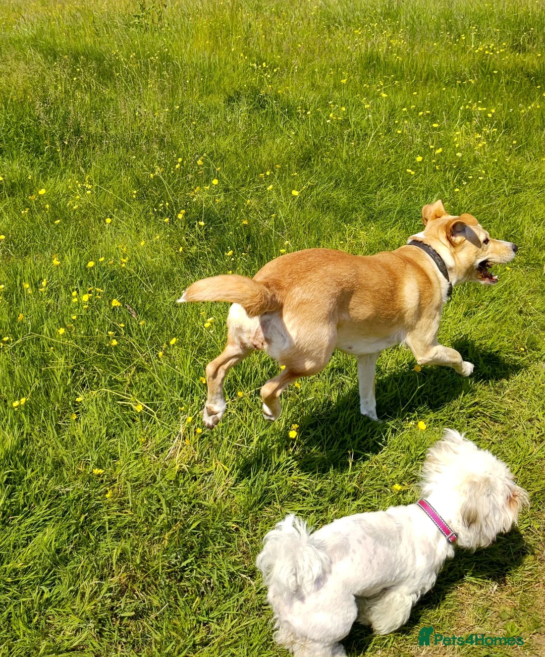 Mixed Breed dogs for sale: Whinnie - Advert 6