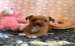 Mixed Breed dogs for sale: Stunning Tiny Yorkie Jack puppies  - Image 7