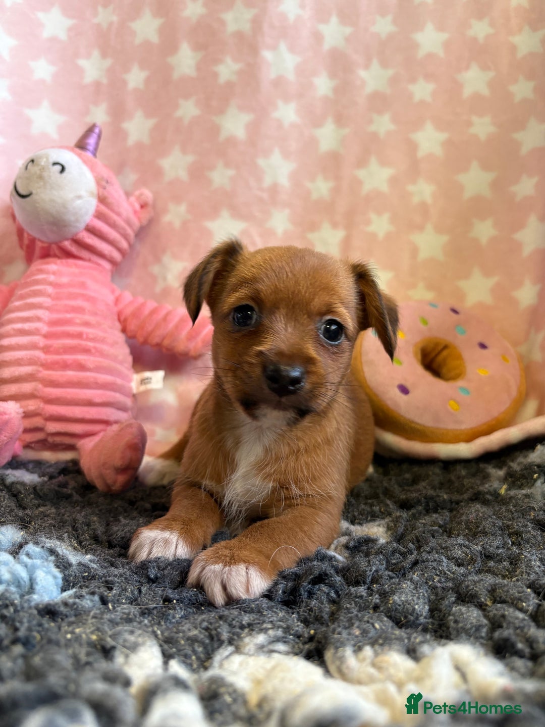 Mixed Breed dogs for sale: Stunning Tiny Yorkie Jack puppies  - Image 7