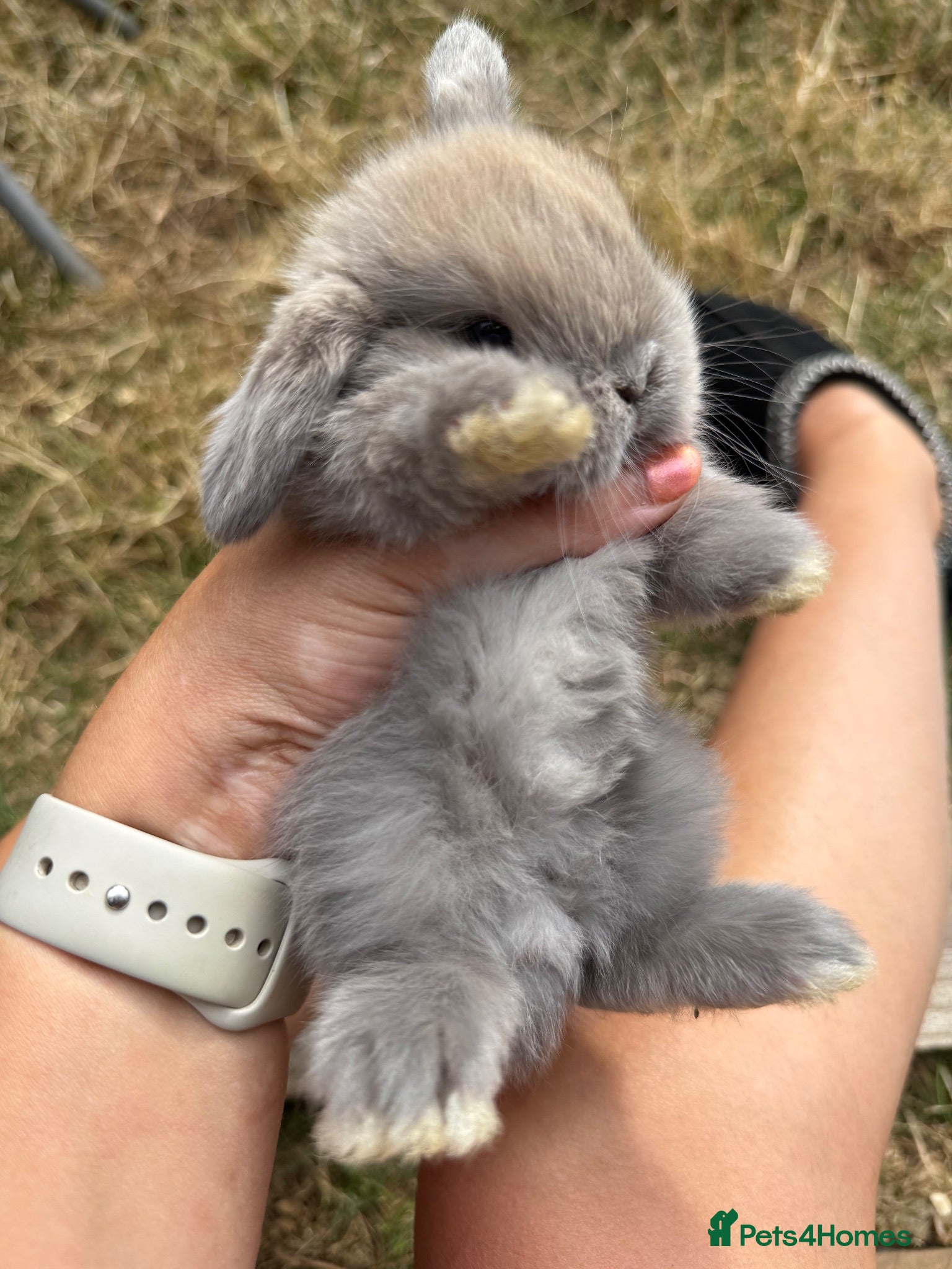 Mini Lop rabbits Beautiful mini lops to reserve  - Advert 2